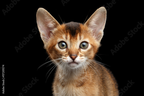 Closeup portrait of Cute Abyssinian Kitty Curious Looking in Camera on Isolated Black Background, Front view, Adorable Cat