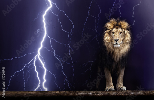 Portrait of a Beautiful lion, Lion and lightning