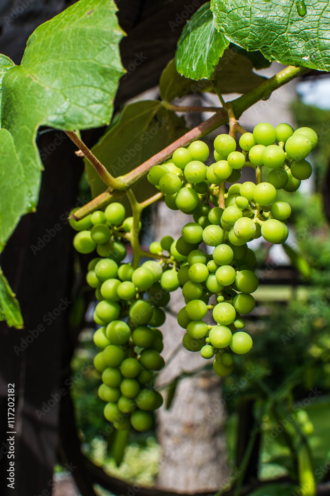 Closeup of fresh bunch of white grapes. Bunch of grapes on the vine with green leaves