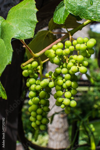 Closeup of fresh bunch of white grapes. Bunch of grapes on the vine with green leaves
