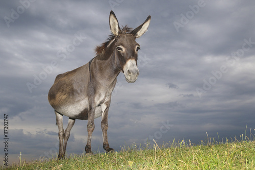 Fototapeta Naklejka Na Ścianę i Meble -  Donkey on the  meadow on overcast day