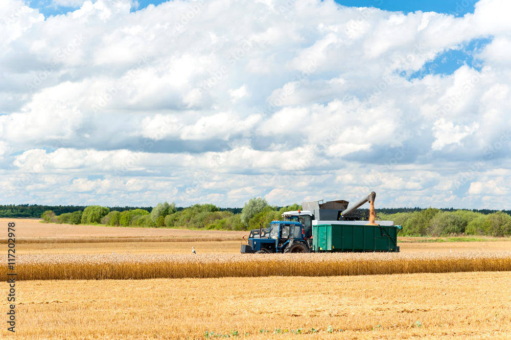 Fototapeta premium Combine cutting wheat on the field. Harvest time.