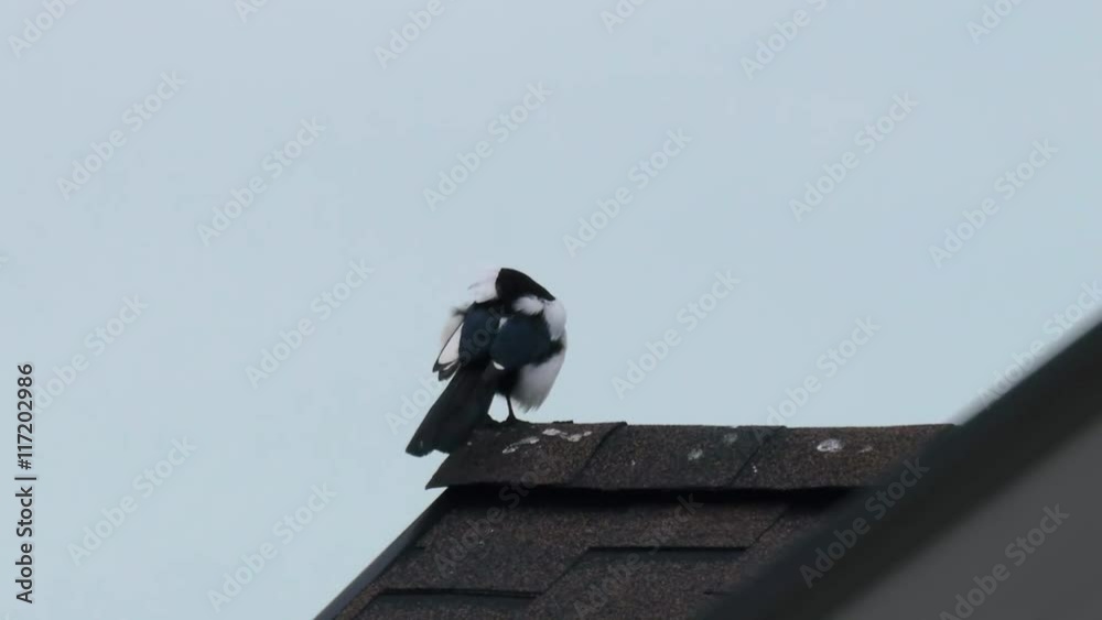 magpie cleans the feathers on the roof magpie cleans the feathers on the roof
