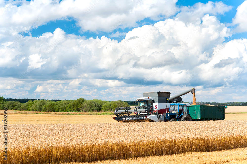 Obraz premium Harvest season. Combine cutting wheat on the field.