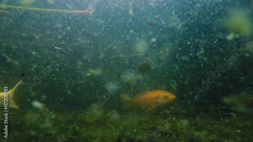 Underwater shot of many Koi fish swim in pond.