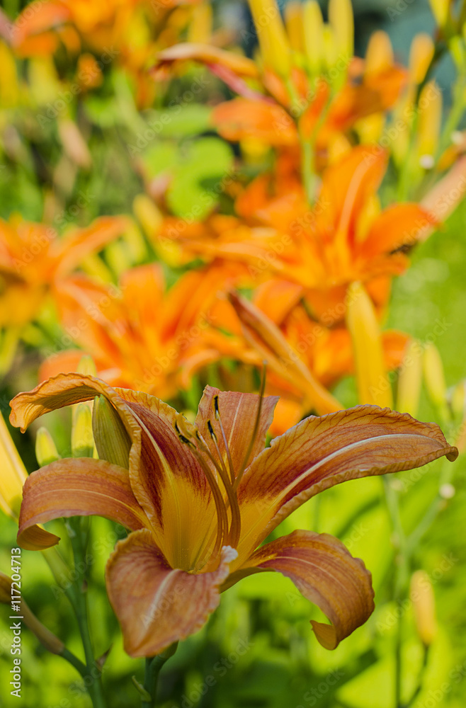 Lily in garden Lily in garden