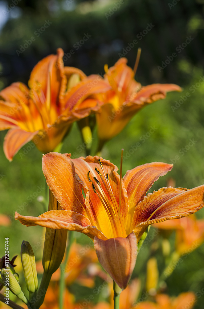 Obraz premium Lily in garden