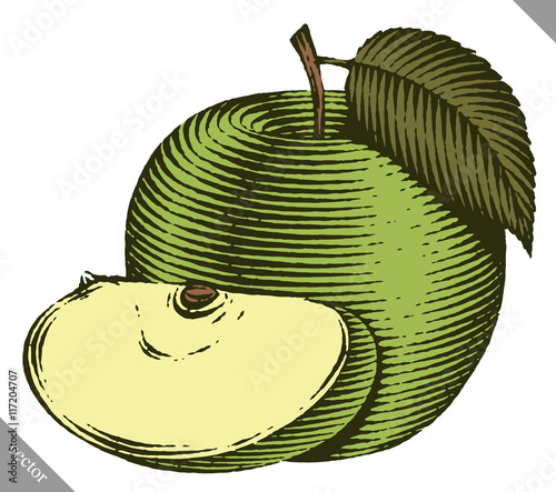 Engraved isolated vector illustration of an apple