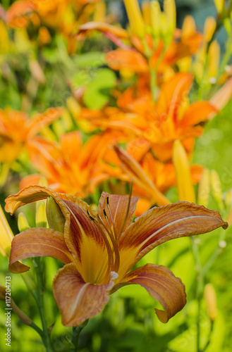 Lily in garden