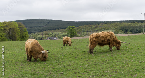 Rinder in Schottland