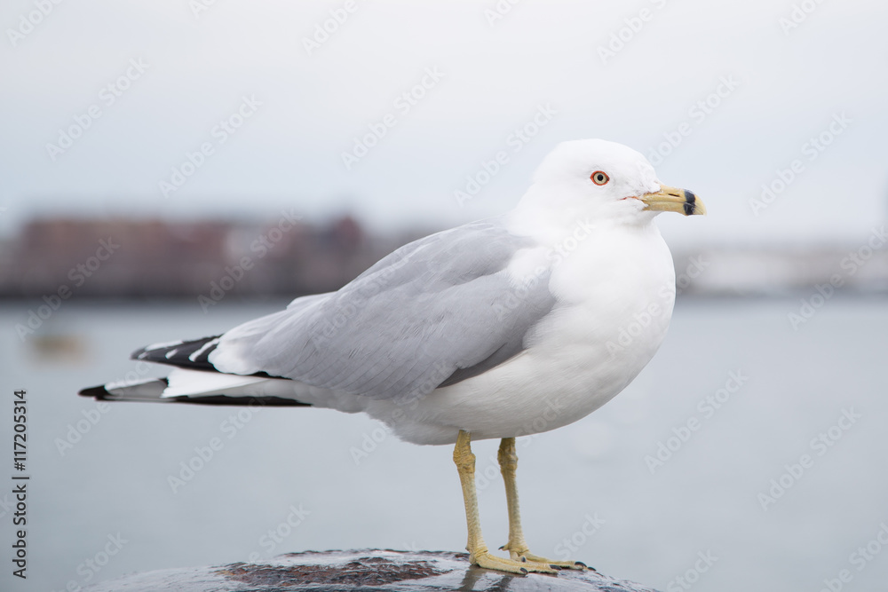 Seagull standing on a bollard and looking at the camera on a cold cloudy day in winter. Harborwalk, Boston, MA, USA Seagull standing on a bollard and looking at the camera on a cold cloudy day in winter. Harborwalk, Boston, MA, USA