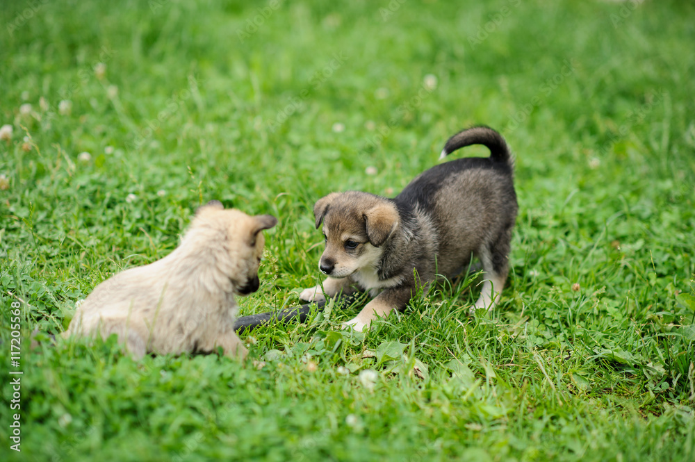 Fototapeta premium puppy dog