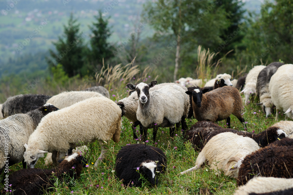 Fototapeta premium flock of of sheep in the mountain