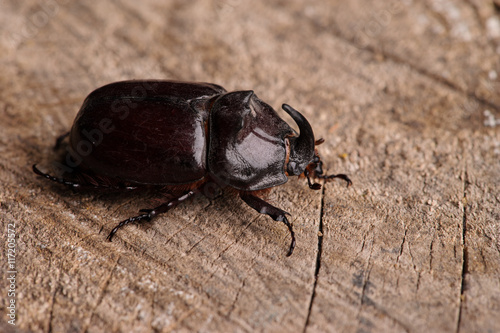 stag beetle © Art_man