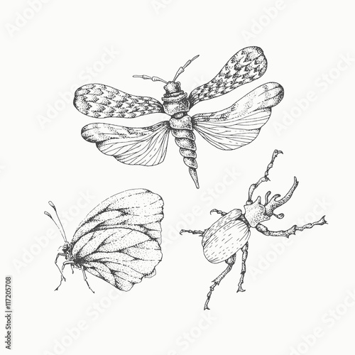 Hand drawn insects set