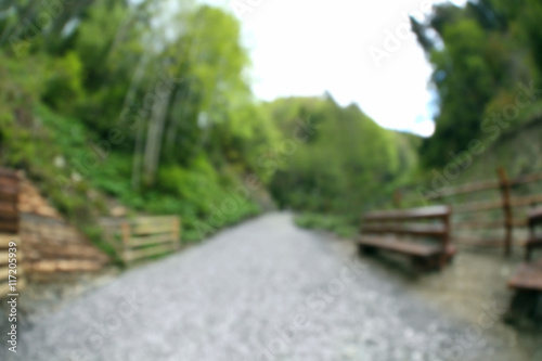Footpath in picturesque Carpathian forest  unfocused