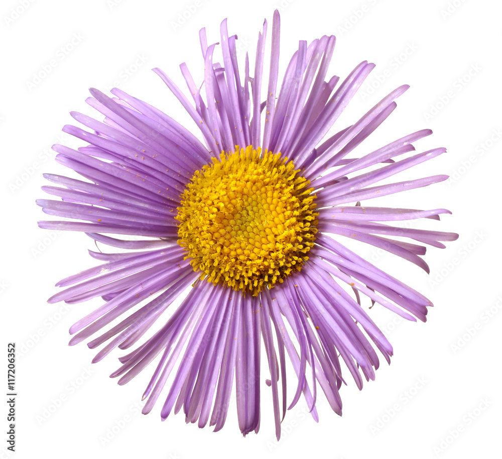 Purple aster isolated n white