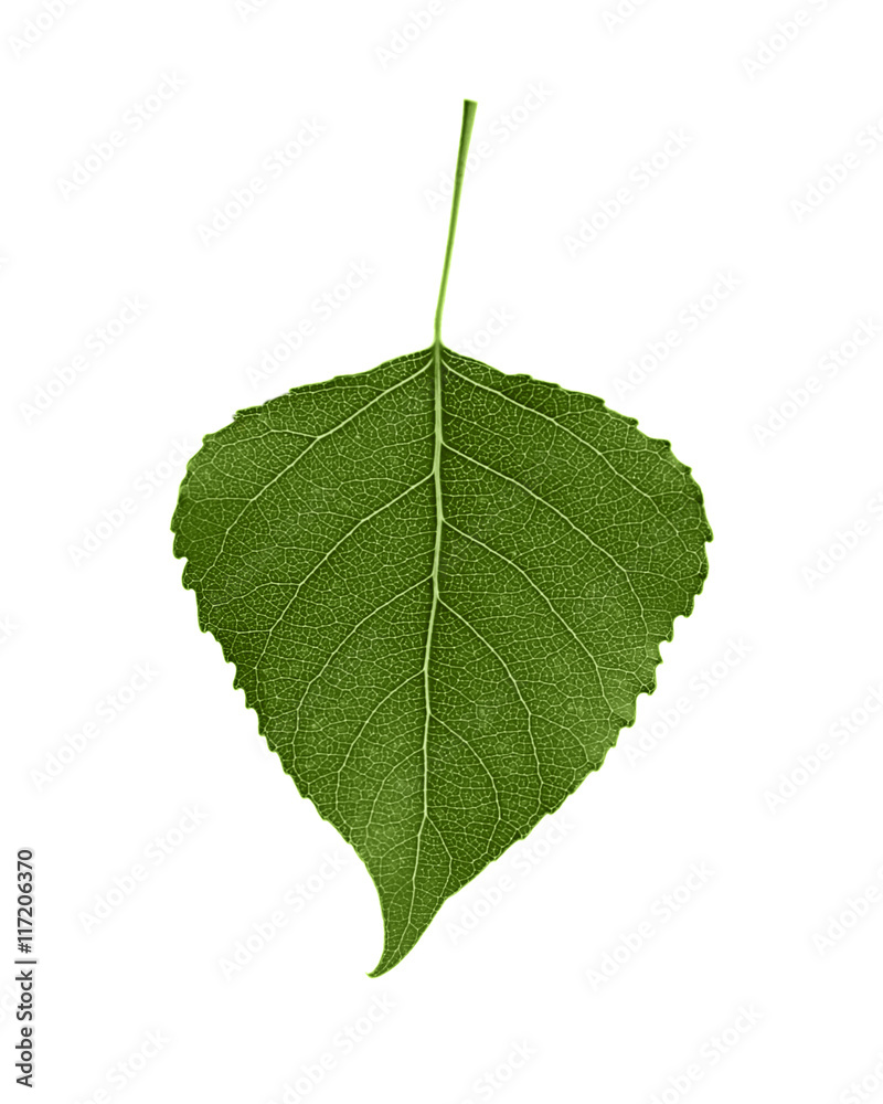 Fototapeta premium Green leaf isolated on white