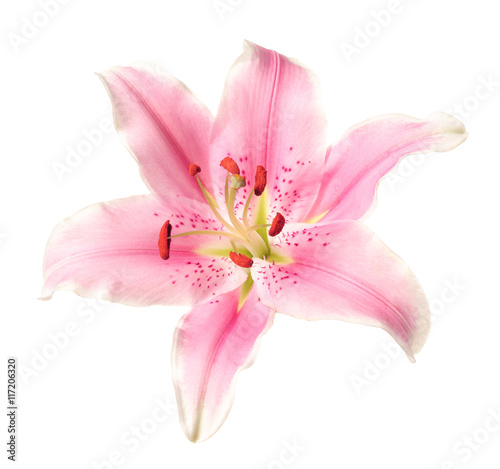 Fototapeta Naklejka Na Ścianę i Meble -  Pink lily on white background