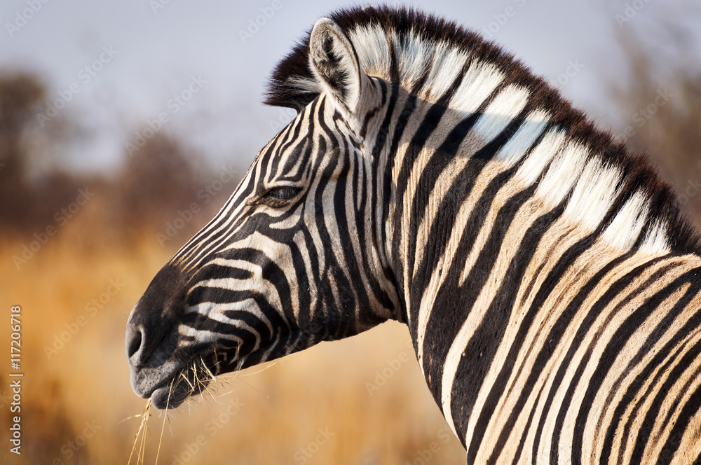 Head of a Zebra in the Etosha National Park in Namibia, Africa concept for traveling in Africa Head of a Zebra in the Etosha National Park in Namibia, Africa concept for traveling in Africa