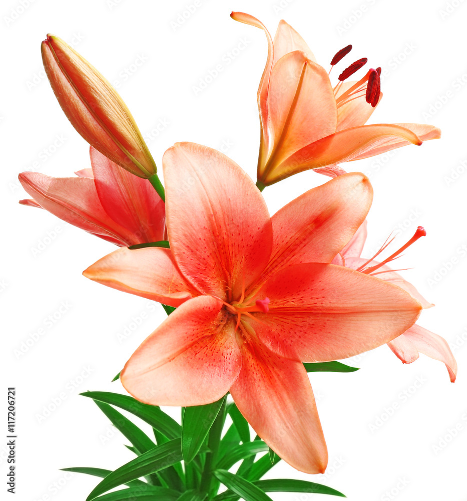 Beautiful lilies isolated on white Beautiful lilies isolated on white