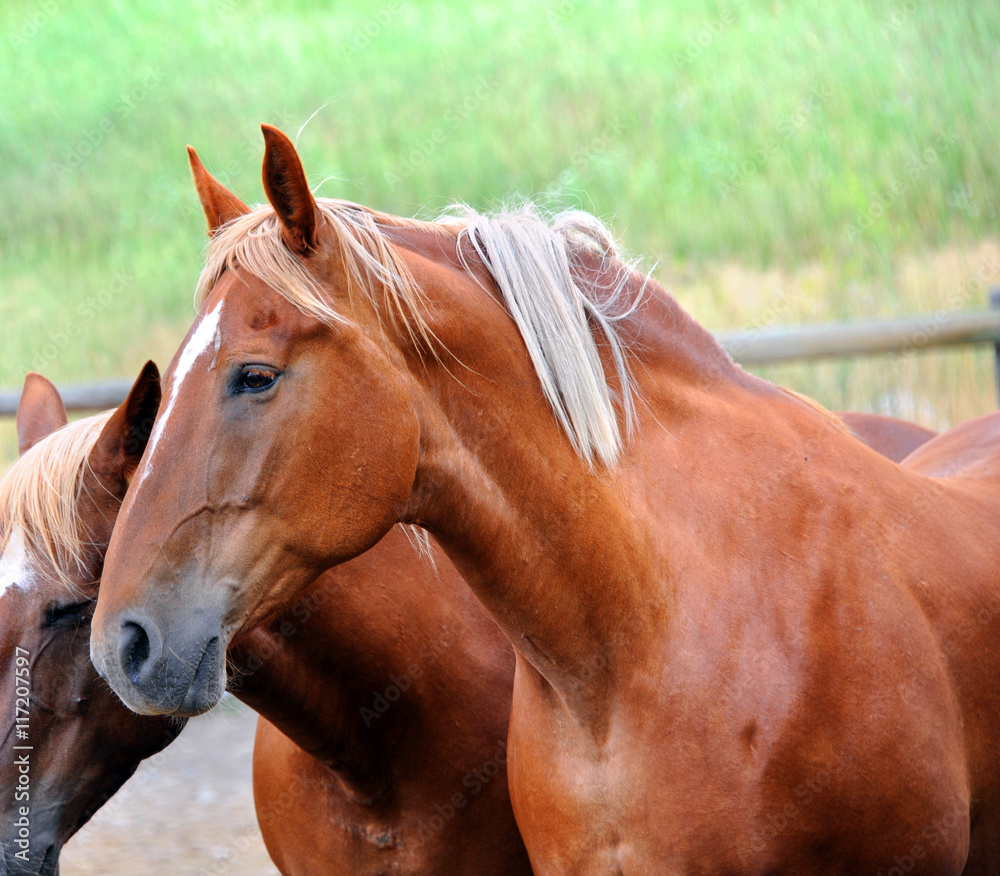 Obraz premium Head and Shoulders