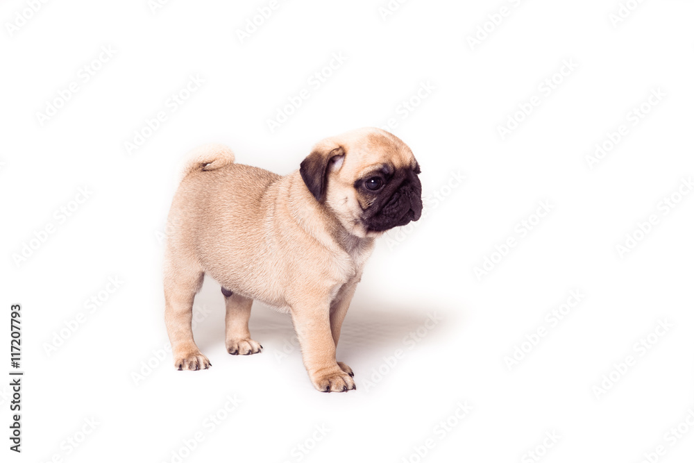 Puppy pug standing at the white background. Image isolated Puppy pug standing at the white background. Image isolated