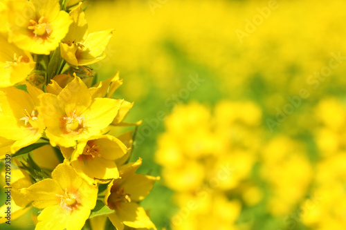 Yellow flowers, closeup