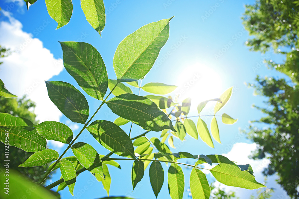 Obraz premium Tree branches with green leaves on sky background