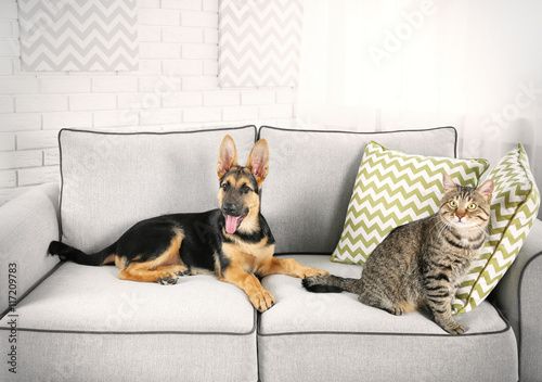 Cute cat and funny dog on couch