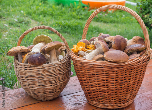 two baskets with forest mushrooms outdoors