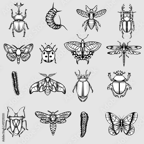 Insektensammlung