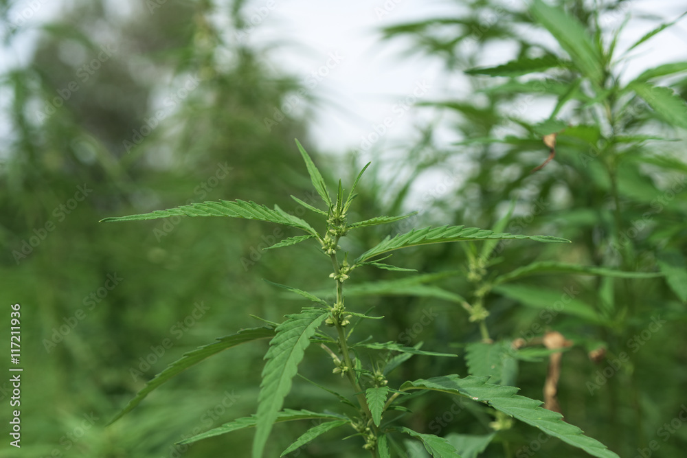 Technical marijuana field in Austria Technical marijuana field in Austria