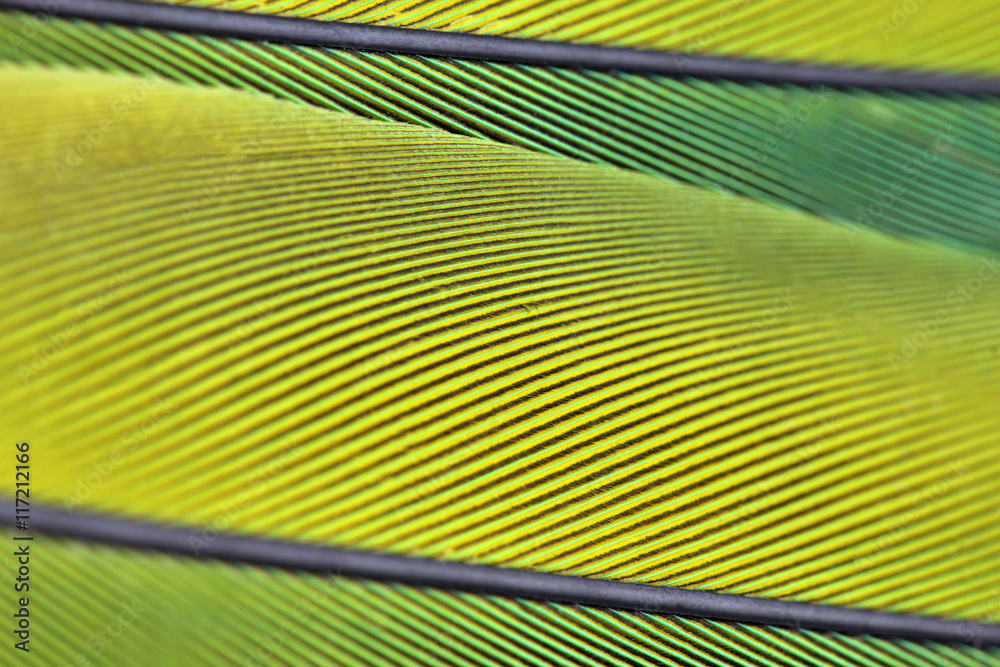 Fototapeta premium Close up macro photo of parrot's feather beautiful background
