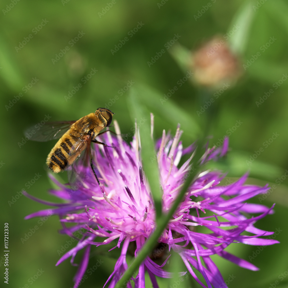 Bee on bloom of thistle flower Bee on bloom of thistle flower