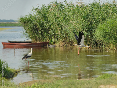 White storks (Ciconia ciconia) taking off and walking in shallow water of the Inhul (Ingul) River, Ukraine
