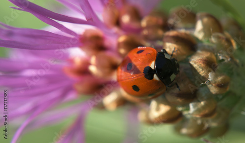 Ladybird on thistle flower