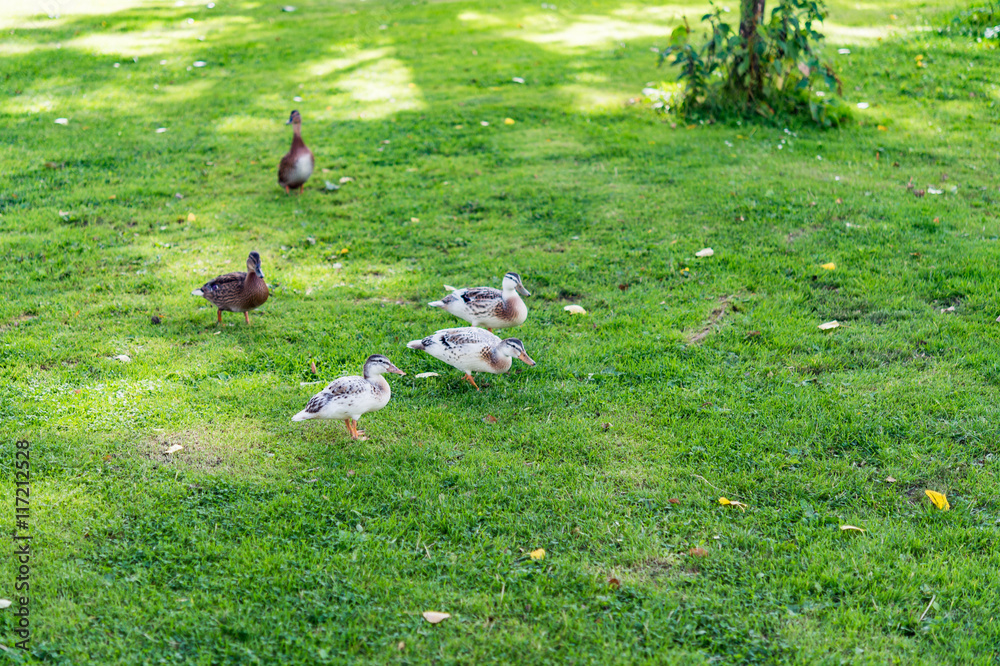 Amazing duck family waddling on a meadow in summer. Ducks and ducklings eating grass on sunny day in a city park, image for nature concept, animal blogs and magazines Amazing duck family waddling on a meadow in summer. Ducks and ducklings eating grass on sunny day in a city park, image for nature concept, animal blogs and magazines