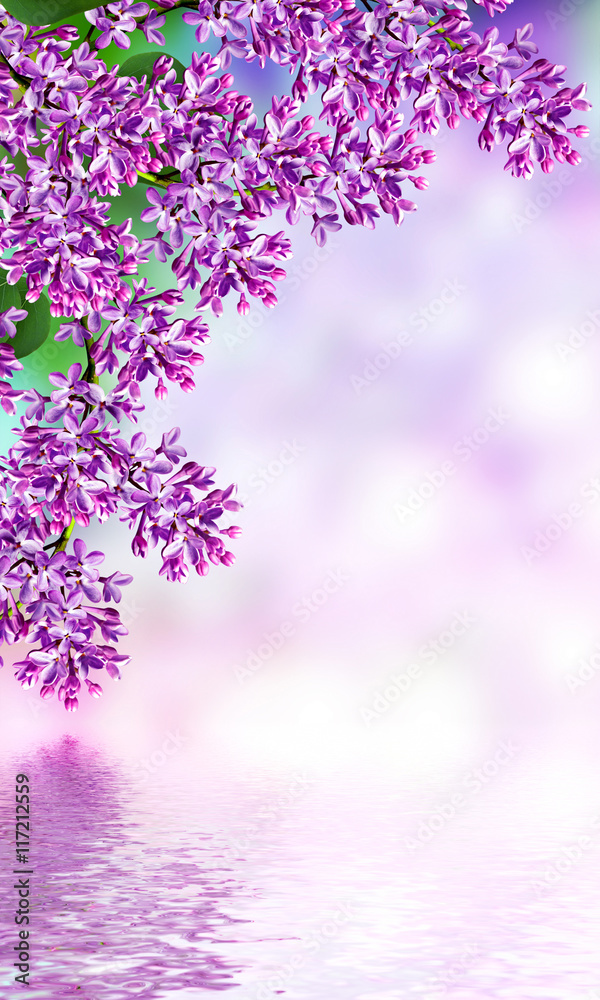 Obraz premium Spring landscape. Fragrant branch of beautiful flowers lilac.