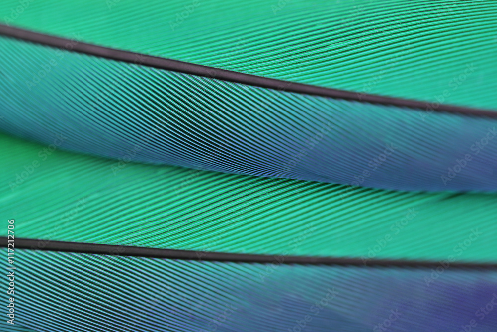 Naklejka premium Close up macro photo of parrot's feather beautiful background