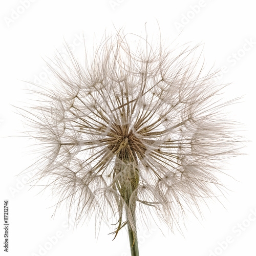 Tragopogon pratensiss close-up  isolated on white background