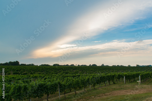 Grape vines in field