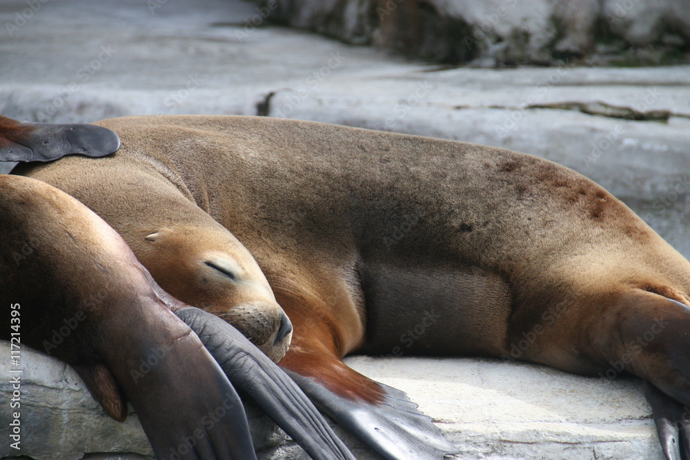 Fototapeta premium Foka