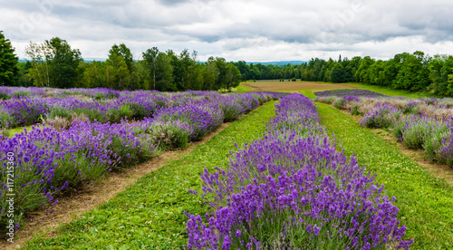 a field of lavender plants in full bloom in rows 