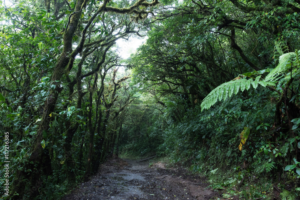 Cloud Rainforest of Monteverde in Costa Rica Cloud Rainforest of Monteverde in Costa Rica