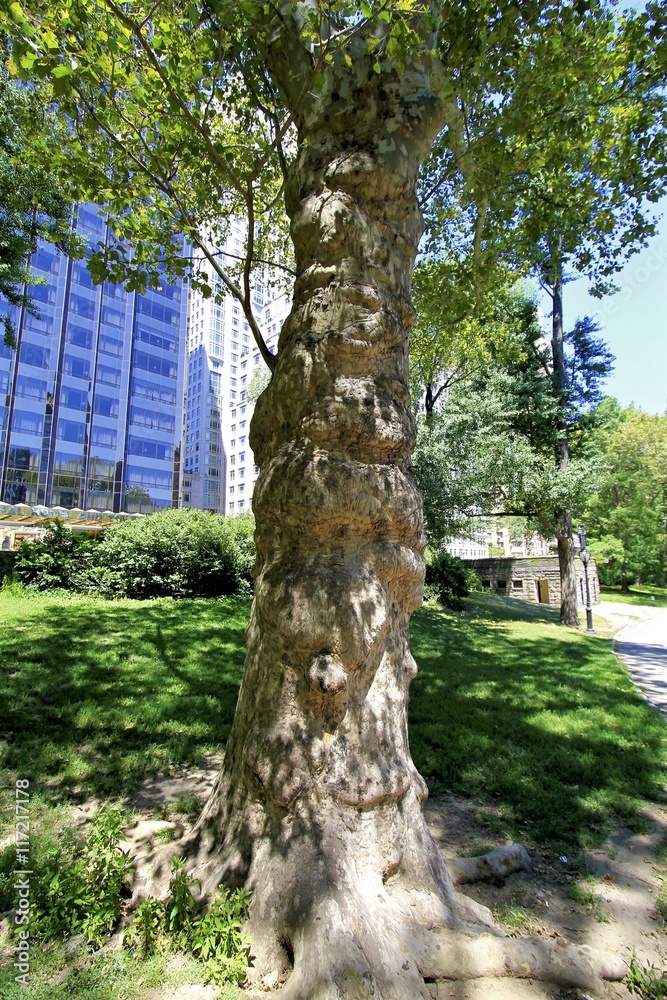 Tree landscapes - Central Park - New York