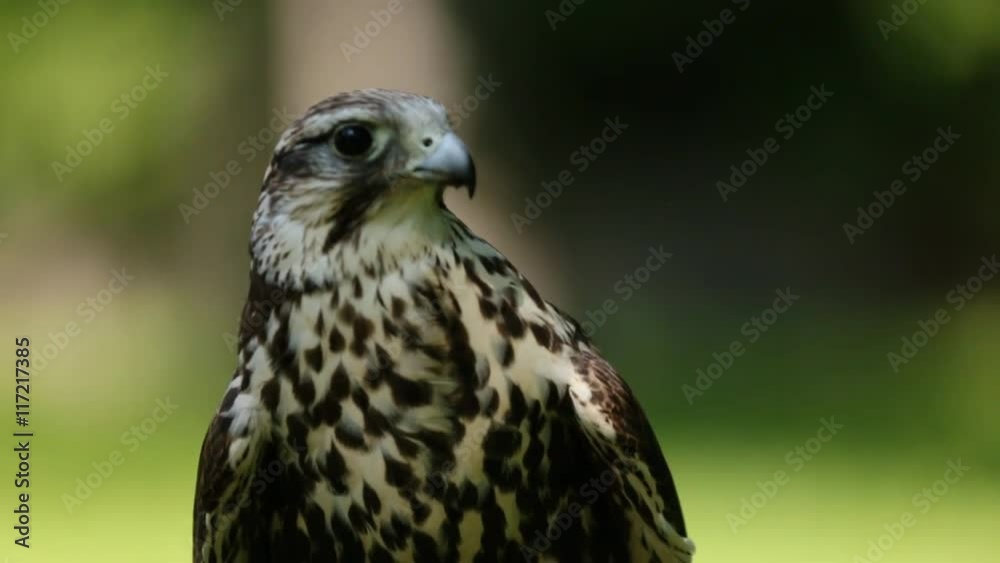 Saker falcon. Falco cherrug. Bird of prey close-up outdoors, Green forest as bsckground Saker falcon. Falco cherrug. Bird of prey close-up outdoors, Green forest as bsckground