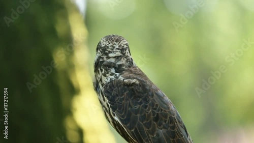 Saker falcon sitting on the branch in the forest, side view photo