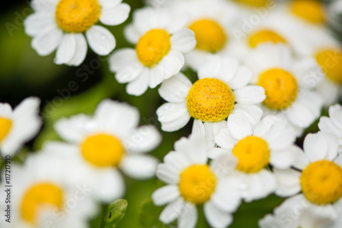 Feverfew (Tanacetum parthenium) flowers. Mass of white and yellows flowers of traditional medicinal herb in the daisy family (Asteraceae) photo