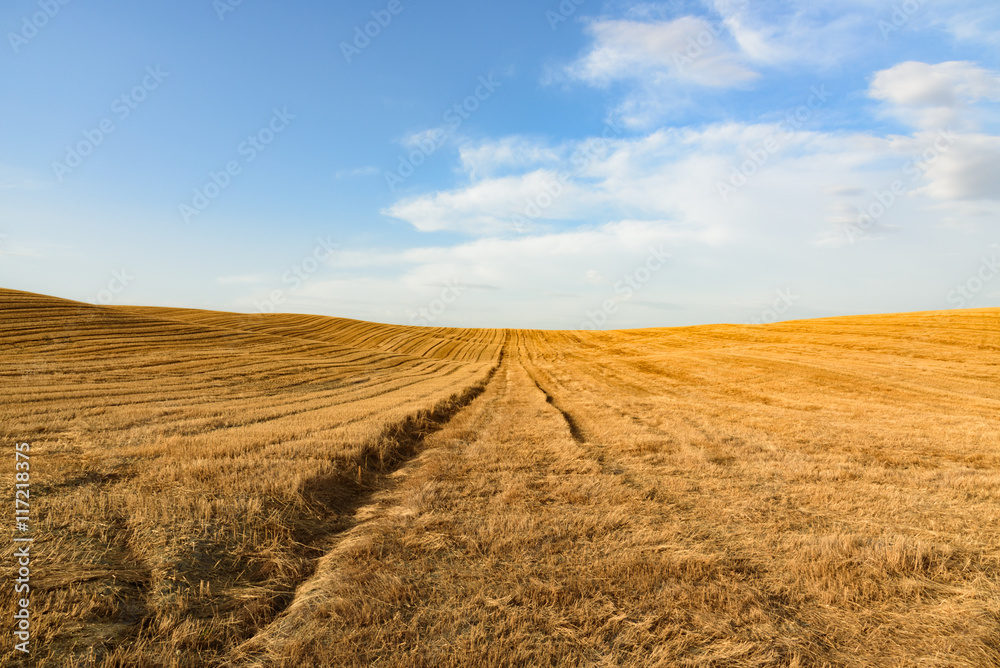 Wheat field after harvesting against a blue sky with clouds